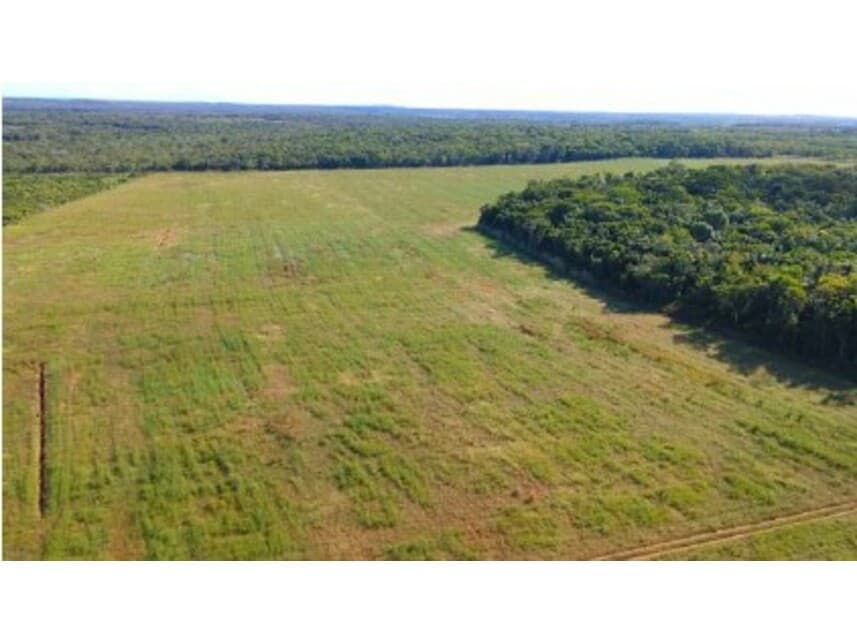 Foto 3 de 8: Area Rural em leilão em Conceição Do Araguaia - PA — Área Rural à venda em leilão