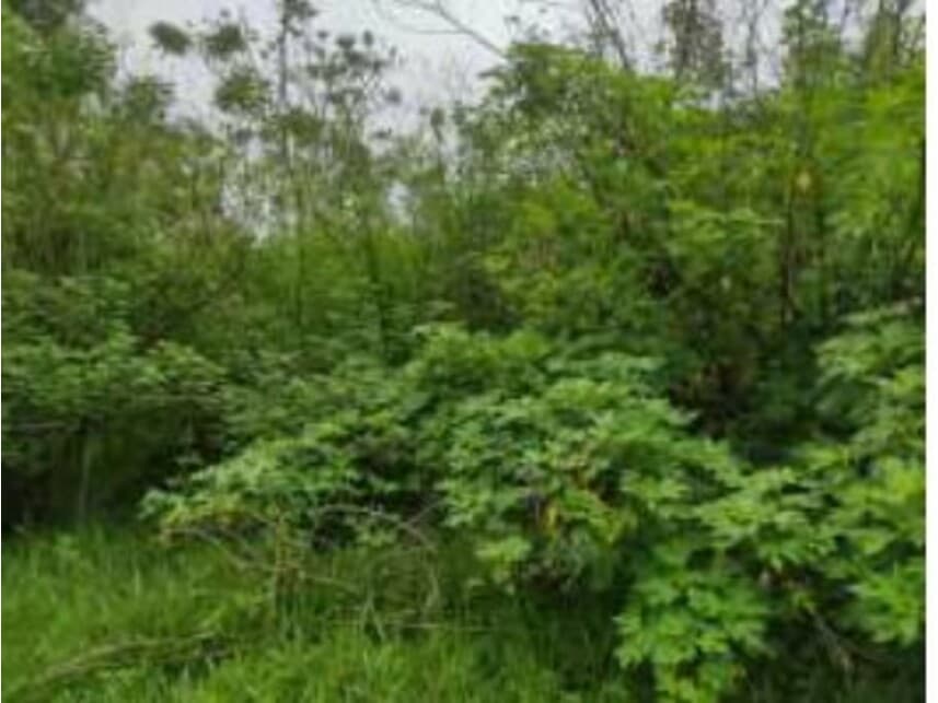 Foto 15 de 17: Terreno em leilão em Cidade Ocidental - GO — Terreno à venda em leilão