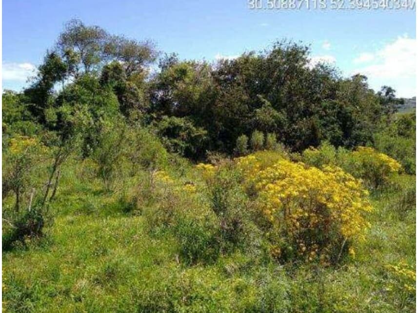 Foto 3 de 4: Area Rural em leilão em Encruzilhada Do Sul - RS — Área Rural à venda em leilão