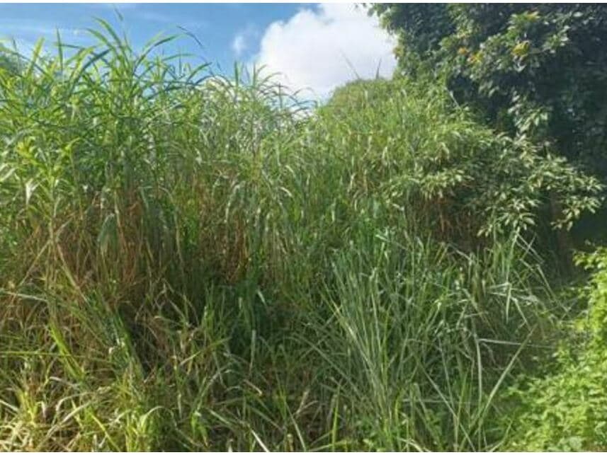 Foto 2 de 4: Terreno em leilão em Cotia - SP — Terreno à venda em leilão