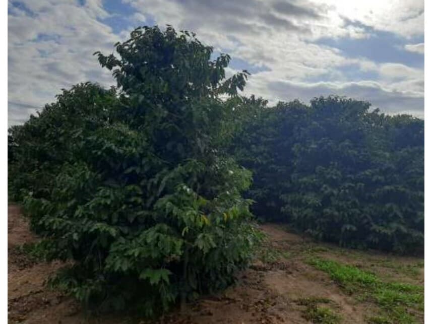 Foto 8 de 13: Area Rural em leilão em Vera Cruz - SP — Sítio à venda em leilão