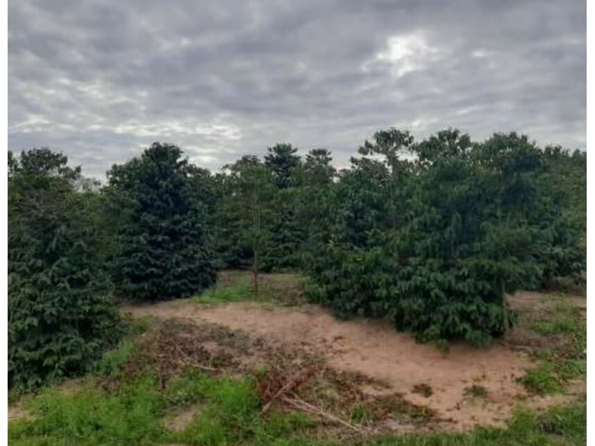 Foto 1 de 13: Area Rural em leilão em Vera Cruz - SP — Sítio à venda em leilão