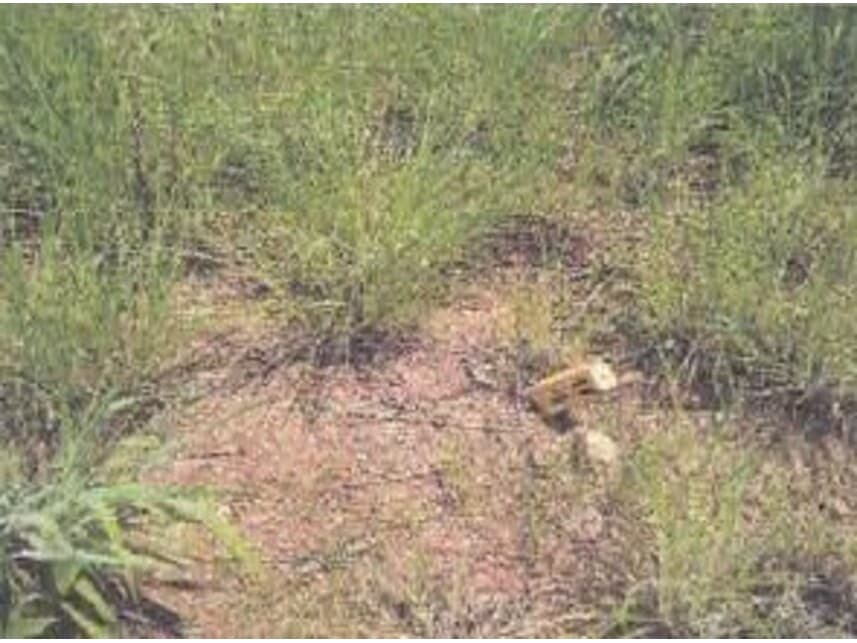 Foto 2 de 2: Terreno em leilão em Cuiabá - MT — Terreno à venda em leilão