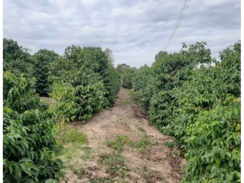 Foto 6 de 13: Area Rural em leilão em Vera Cruz - SP — Sítio à venda em leilão