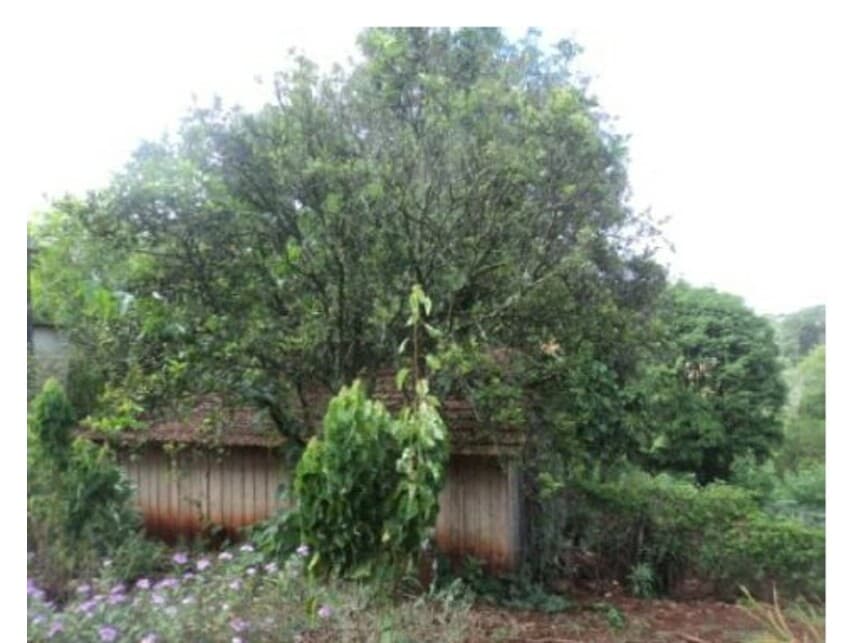 Foto 7 de 10: Area Rural em leilão em Arapongas - PR — Gleba Rural à venda em leilão