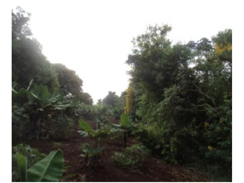 Foto 9 de 10: Area Rural em leilão em Arapongas - PR — Gleba Rural à venda em leilão