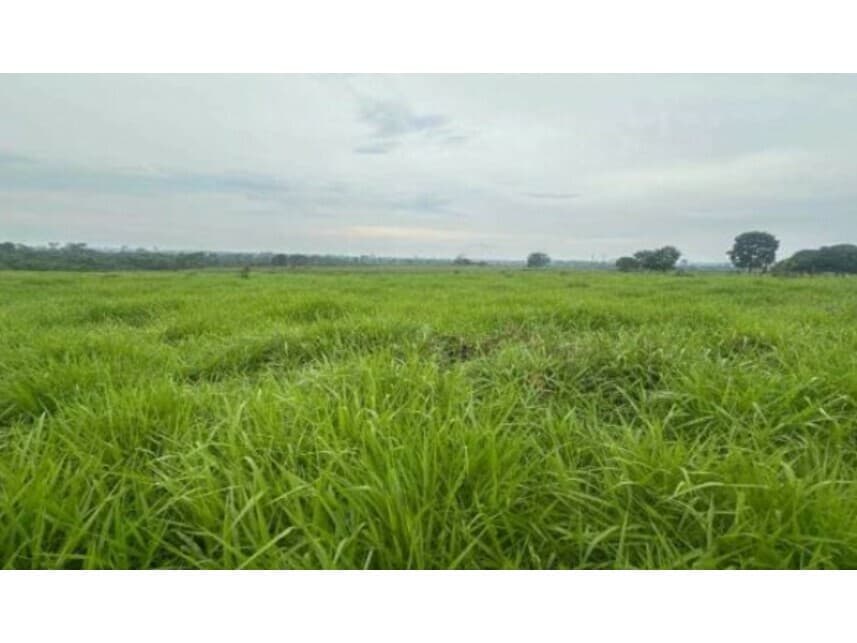 Foto 1 de 2: Area Rural em leilão em Nova Bandeirantes - MT — Área Rural à venda em leilão