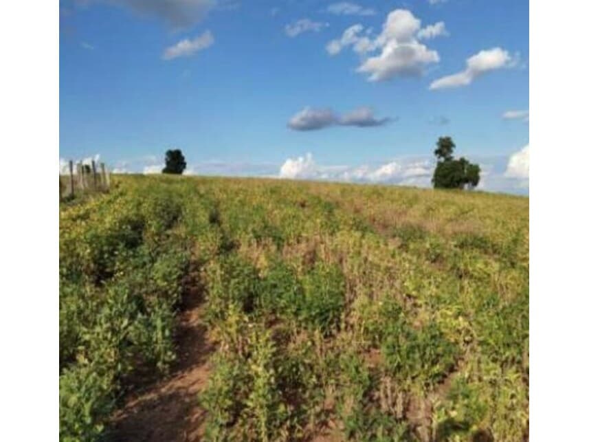 Foto 4 de 18: Area Rural em leilão em Itaporanga - SP — Área Rural à venda em leilão