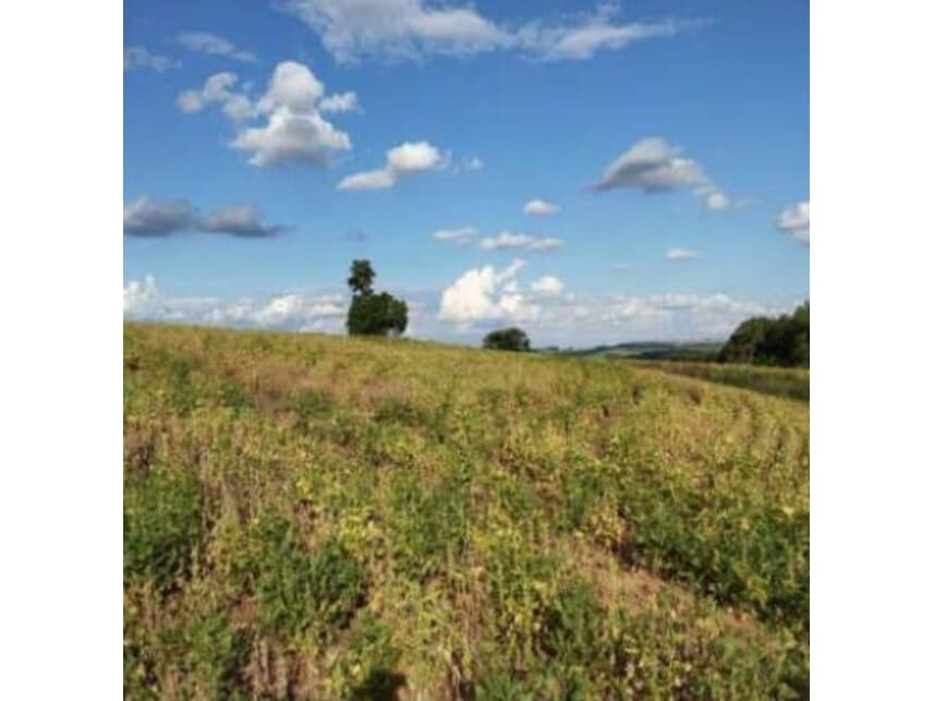 Foto 3 de 18: Area Rural em leilão em Itaporanga - SP — Área Rural à venda em leilão