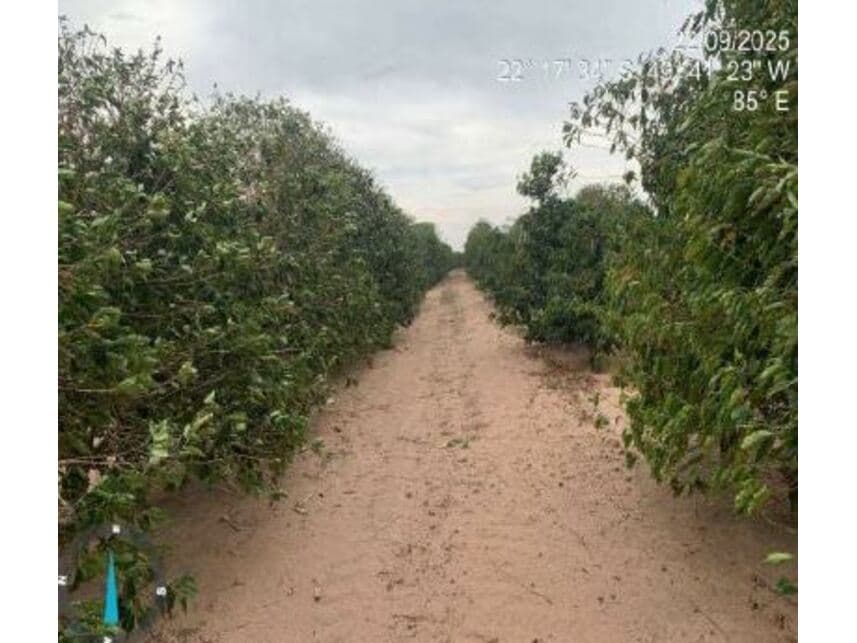 Foto 2 de 3: Area Rural em leilão em Garça - SP — Área Rural à venda em leilão