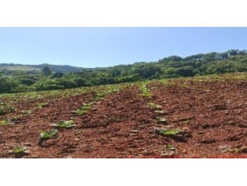 Area Rural em leilão em Mondaí - SC — Leilão extrajudicial de Área Rural em Mondaí/SC - Zona Rural
