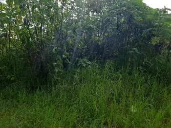 Terreno em leilão em Ribeirão Preto - SP, bairro Vila Elisa — Leilão judicial de Terreno em Ribeirão Preto/SP - Vila Elisa