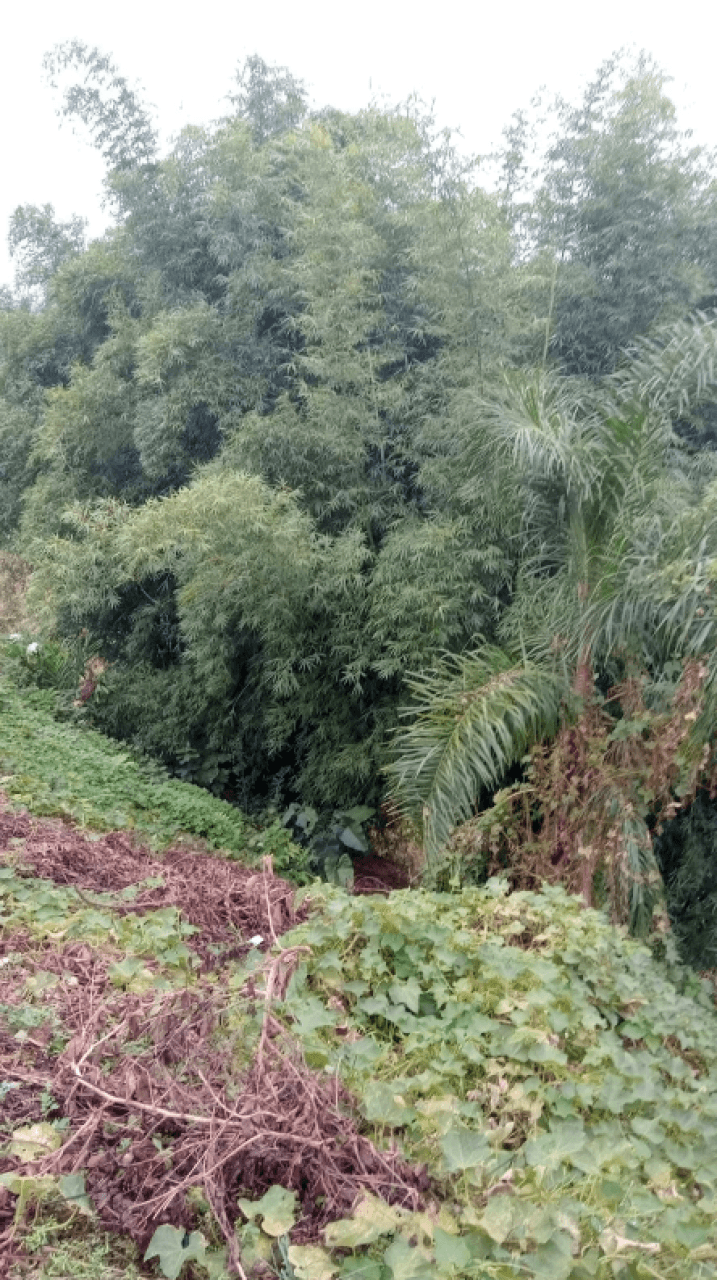 Foto 1 de 5: Terreno em leilão em Farroupilha - RS, bairro Monte Pasqual — 01 (UM) LOTE URBANO Nº 10, DA QUADRA Nº 1.019 630M² B/MONTE PASCUAL/ FARROUPILHA/RS