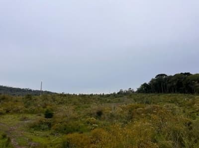Foto 3 de 6: Area Rural em leilão em São Cristóvão Do Sul - SC — Terreno com A.T. 872.491m², Carataguá, Curitibanos/SC