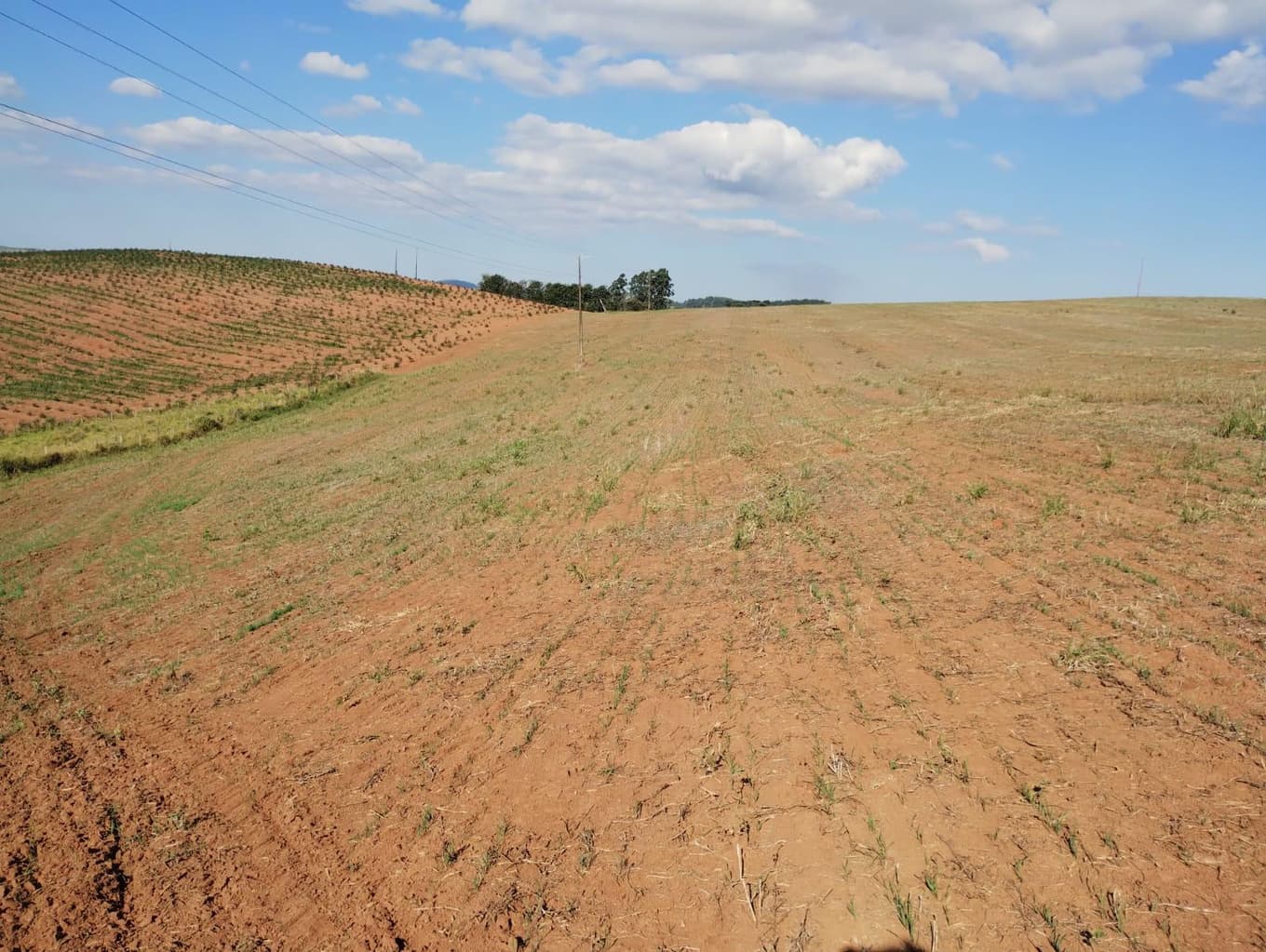 Foto 22 de 24: Area Rural em leilão em São Jerônimo Da Serra - PR — Área rural com área de 35,53 hectares - São Jerônimo da Serra/PR.