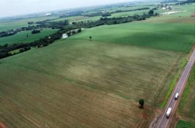 Foto 9 de 13: Area Rural em leilão em Maripá - PR — IMÓVEIS RURAIS EM MARIPÁ-PR