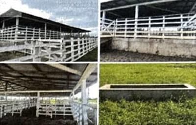 Foto 4 de 4: Area Rural em leilão em Careiro Da Várzea - AM — IMÓVEL RURAL | 81,00 HA - FAZ. CRUZEIRO | CAREIRO DA VÁRZEA