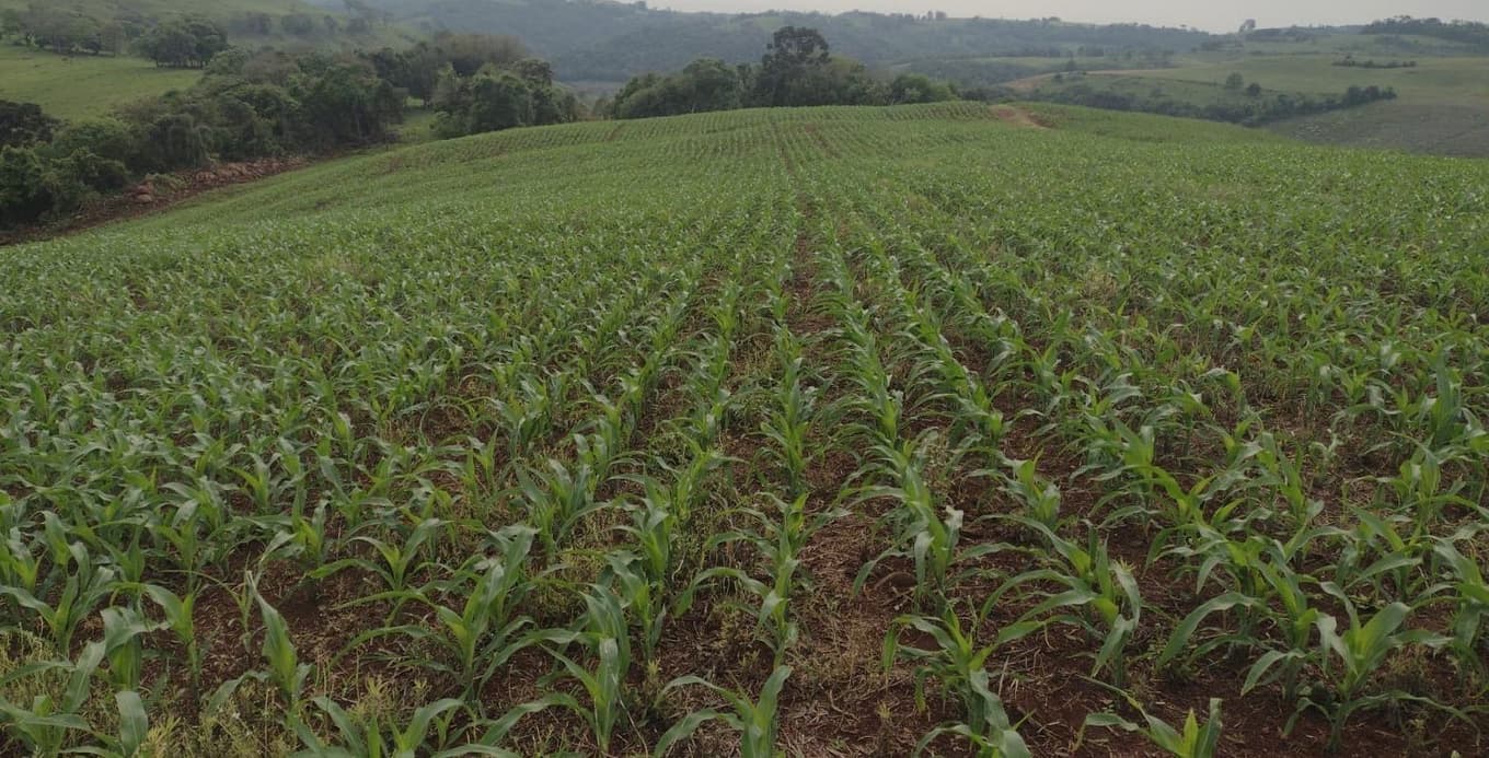 Area Rural em leilão em Viadutos - RS — IMÓVEL RURAL COM ÁREA DE 29.387,00m² EM VIADUTOS-RS