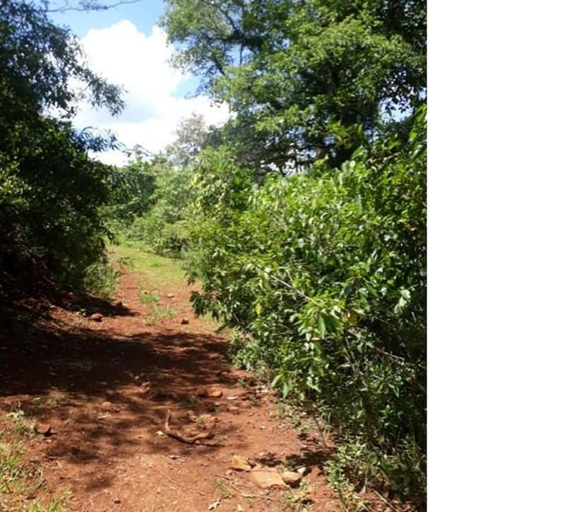 Foto 3 de 9: Area Rural em leilão em Roncador - PR — Gleba de terras, A.T. 60 ha, Colônia Muquilão