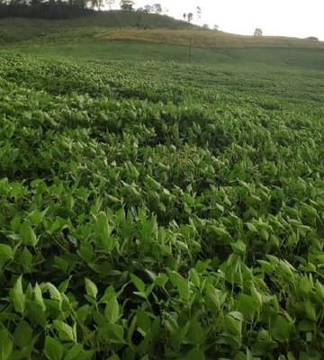 Foto 1 de 8: Area Rural em leilão em Anchieta - SC — Lote Rural 72.600m² Desocupado em Anchieta/SC
