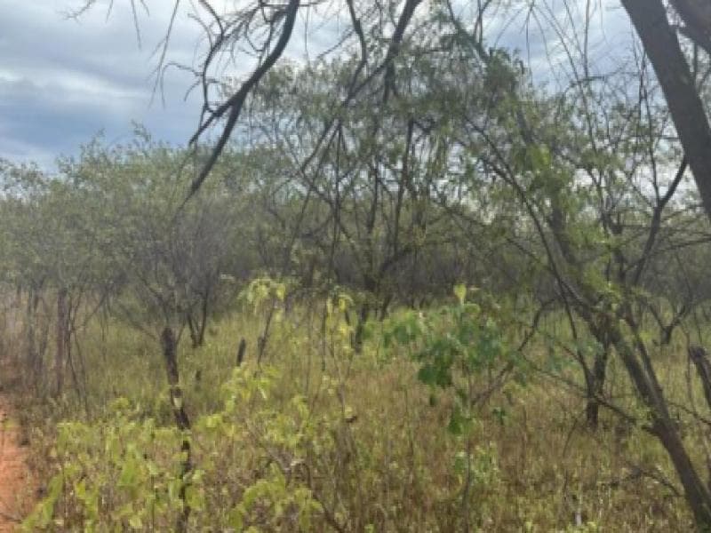 Foto 5 de 7: Area Rural em leilão em Umarizal - RN — Lote, Umarizal / RN
