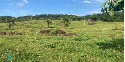 Foto 4 de 8: Area Rural em leilão em Nova Olímpia - MT — IMÓVEL RURAL - "FAZENDA IBIPORÃO I - 140HA, NOVA OLÍMPIA/MT - EXPLORAÇÃO DE PECURÁRIA
