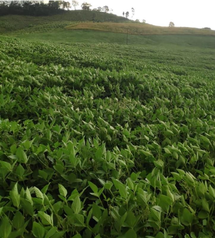 Area Rural em leilão em Anchieta - SC — IMÓVEL RURAL COM ÁREA DE 72.600,00 M², NO MUNICÍPIO DE ANCHIETA-SC