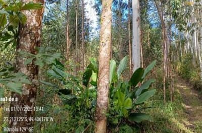 Foto 3 de 16: Terreno em leilão em Apiúna - SC, bairro São Jorge — IMÓVEL RURAL COM ÁREA TOTAL DE 21,291 ha- Em APIÚNA/SC