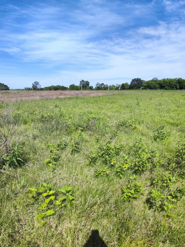 Foto 10 de 12: Area Rural em leilão em Santo Cristo - RS — IMÓVEL RURAL COM ÁREA TOTAL DE 20.250m² - SANTO CRISTO/RS