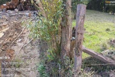 Foto 16 de 16: Terreno em leilão em Apiúna - SC, bairro São Jorge — IMÓVEL RURAL COM ÁREA TOTAL DE 21,291 ha- Em APIÚNA/SC
