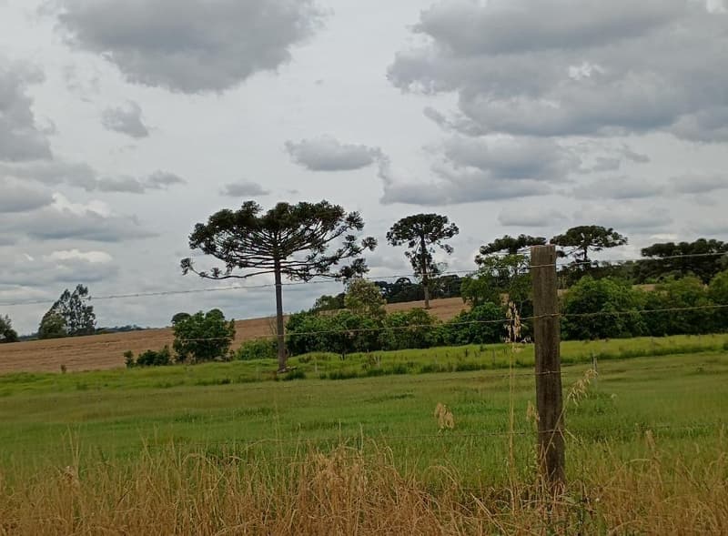 Foto 2 de 11: Area Rural em leilão em Bela Vista Do Toldo - SC, bairro Interior — IMÓVEL RURAL COM ÁREA TOTAL DE 235.247,93 M2 EM BELA VISTA DO TOLDO-SC