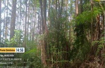 Foto 6 de 7: Area Rural em leilão em Presidente Nereu - SC, bairro Rio Antinha — IMÓVEL RURAL COM ÁREA TOTAL DE 35,000 ha, EM PRESIDENTE NEREU/SC