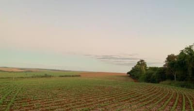 Foto 2 de 4: Area Rural em leilão em Fênix - PR — IMÓVEL RURAL COM ÁREA DE TOTAL DE 12,1596 hectares, EM FÊNIX-PR