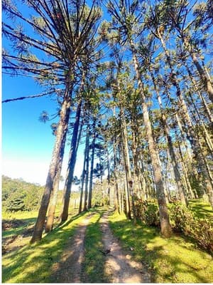 Foto 6 de 35: Area Rural em leilão em São José Dos Pinhais - PR — Sitio com área total de 120.974,16m², localizado Borda do Campo em São José dos Pinhais/PR