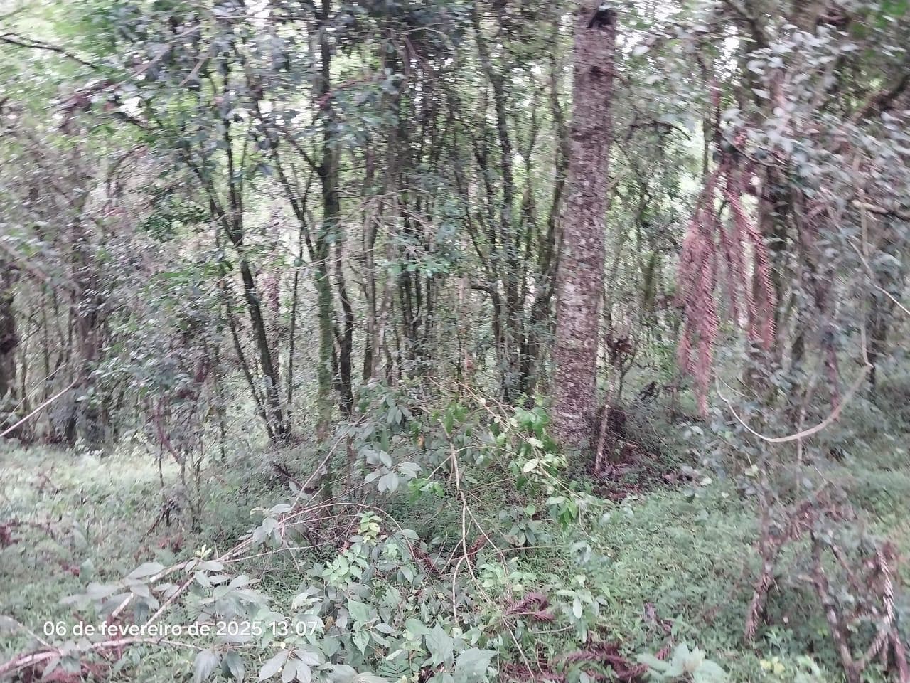 Foto 9 de 18: Area Rural em leilão em Lapa - PR — Terreno rural com a área de 2,0227ha, Lapa/PR