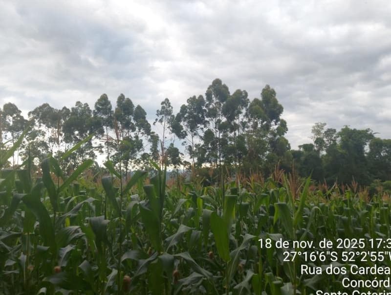 Foto 9 de 9: Terreno em leilão em Concórdia - SC — IMÓVEL RURAL COM ÁREA TOTAL DE 3,692993 hectares EM CONCÓRDIA DO OESTE-SC