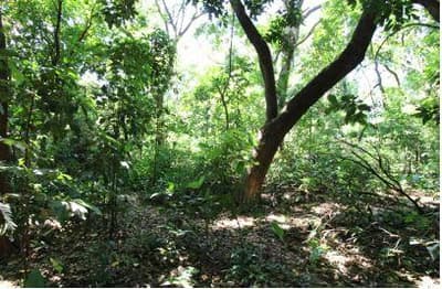 Foto 3 de 16: Terreno em leilão em Foz Do Iguaçu - PR — Terreno com 4.919,10 m² , sem benfeitorias, na Avenida Theodoro Risden nº 598, Foz do Iguaçu/PR