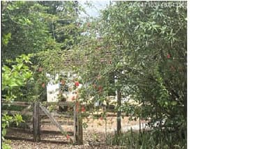 Foto 2 de 10: Area Rural em leilão em Itapeva - SP, bairro Lagoa Seca — (50%) Imóvel Rural, 9,68ha, plantio agrícola, mata nativa, eucalipto, Bairro Lagoa Seca