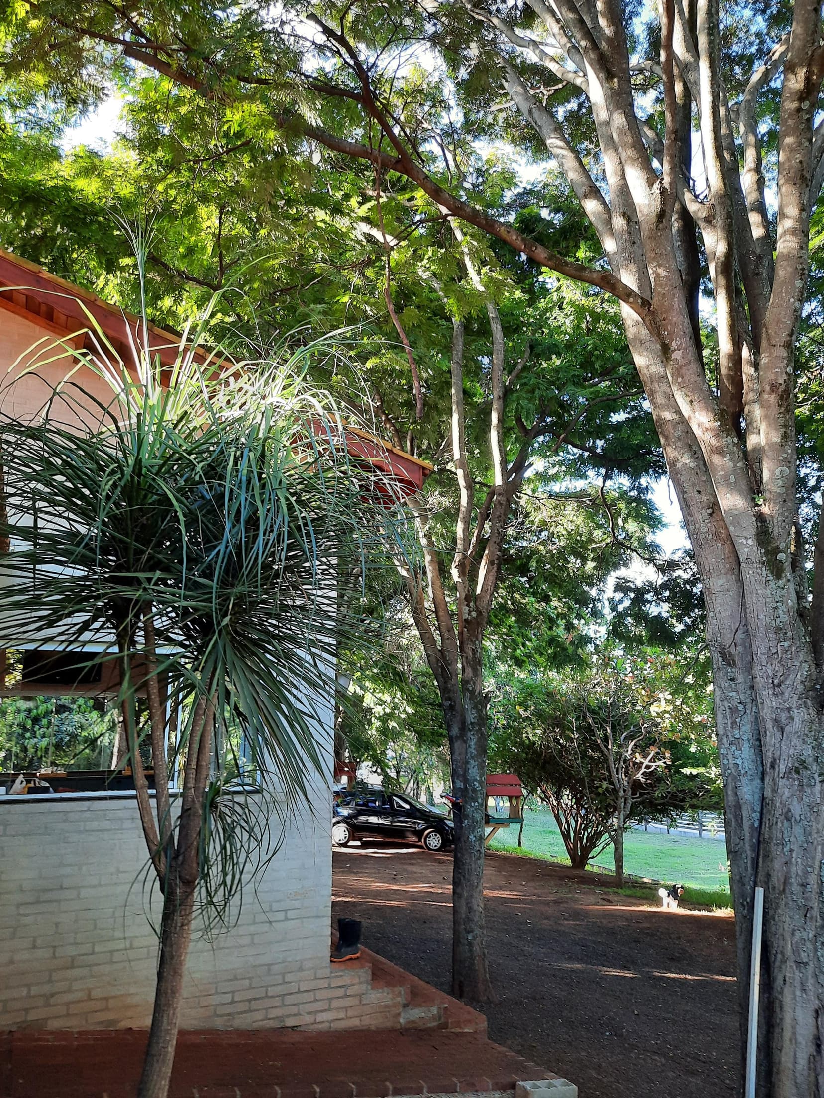 Foto 103 de 169: Area Rural em leilão em Cravinhos - SP — Gleba, 2ha, Sítio São Sebastião, Cravinhos/SP