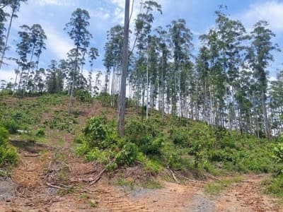Foto 9 de 12: Area Rural em leilão em Igaratá - SP, bairro Santo Agostinho — FAZENDA EM IGARATA-SP