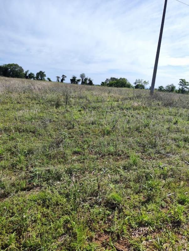 Foto 4 de 12: Area Rural em leilão em Santo Cristo - RS — IMÓVEL RURAL COM ÁREA TOTAL DE 20.250m² - SANTO CRISTO/RS