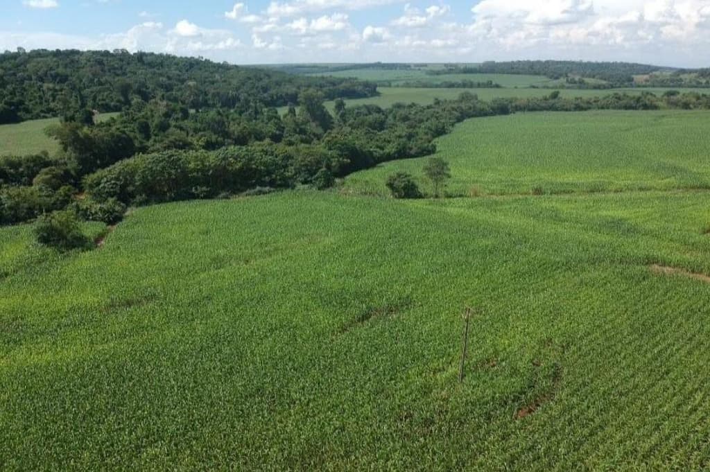Foto 5 de 8: Area Rural em leilão em Mercedes - PR — IMÓVEL RURAL COM ÁREA DE 70.050 m2- Em MERCEDES/PR