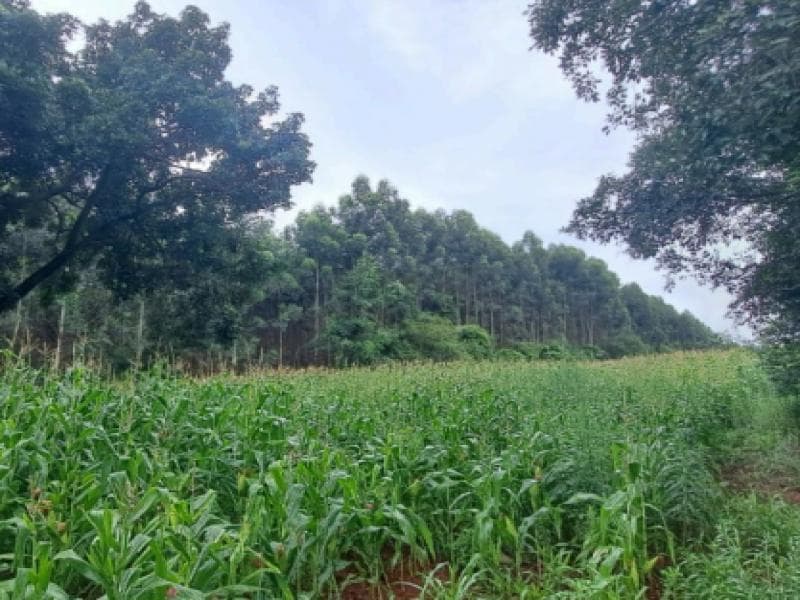 Foto 3 de 3: Terreno em leilão em Chapecó - SC, bairro Alto da Serra — Lote, 5.39 ha, Chapecó / SC