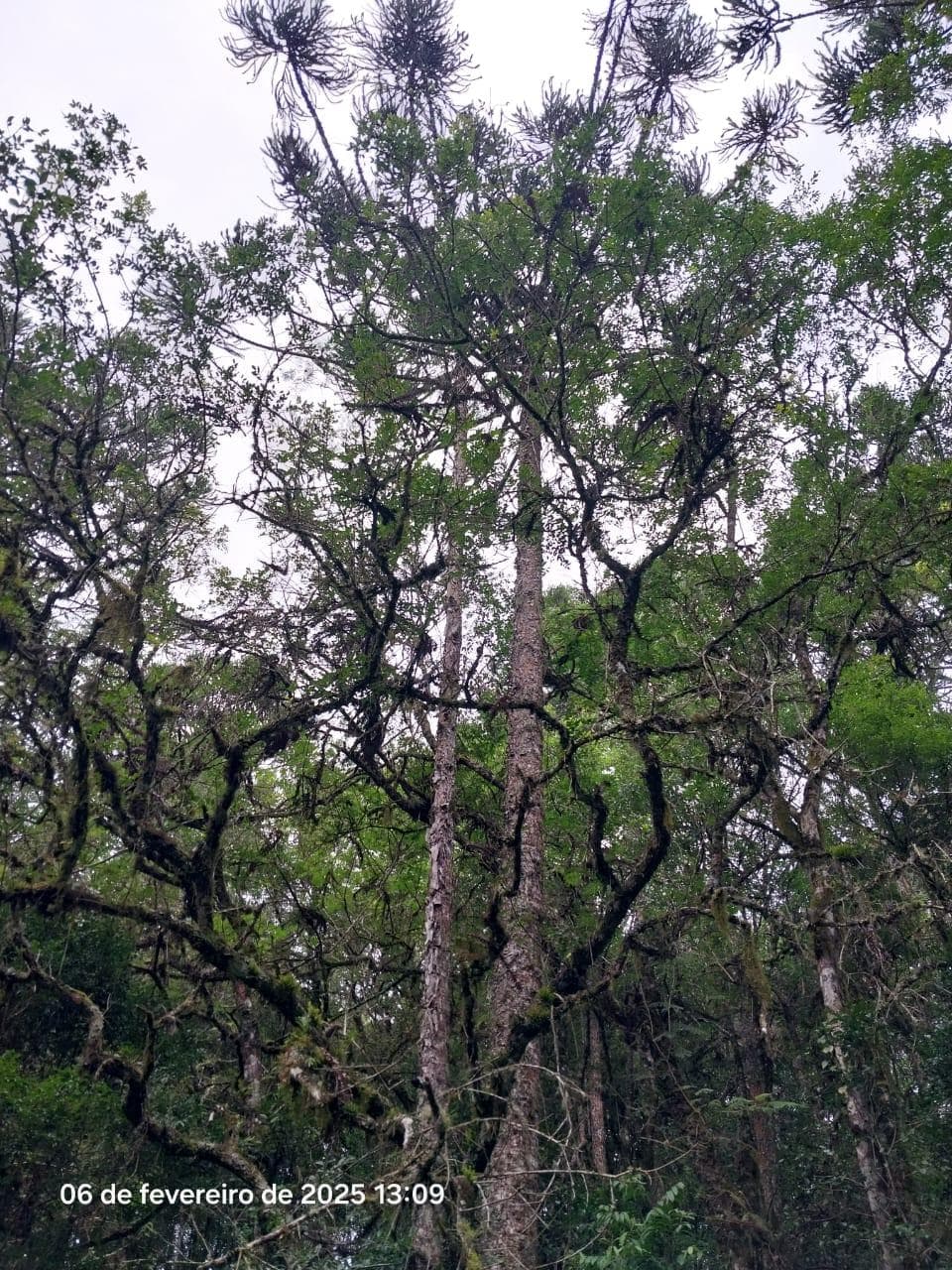 Foto 5 de 18: Area Rural em leilão em Lapa - PR — Terreno rural com a área de 2,0227ha, Lapa/PR