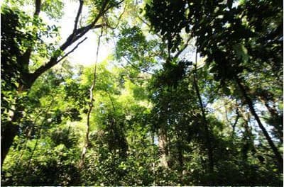 Foto 6 de 16: Terreno em leilão em Foz Do Iguaçu - PR — Terreno com 4.919,10 m² , sem benfeitorias, na Avenida Theodoro Risden nº 598, Foz do Iguaçu/PR