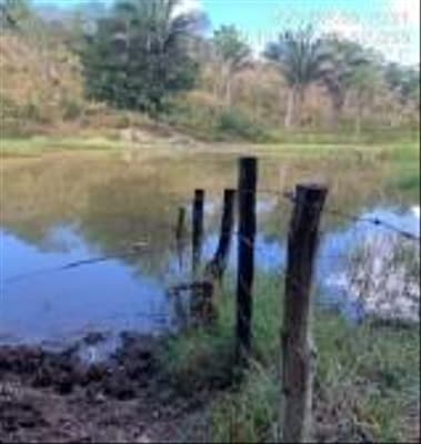 Foto 4 de 8: Area Rural em leilão em Tuntum - MA — IMÓVEIS RURAIS PECUÁRIA | A.T. 66,69 HA | TUNTUM/MA