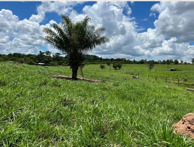 Foto 8 de 10: Area Rural em leilão em Alta Floresta D'oeste - RO — IMÓVEL RURAL | A.T. 49,79 HA | ALTA FLORESTA DOESTE/RO