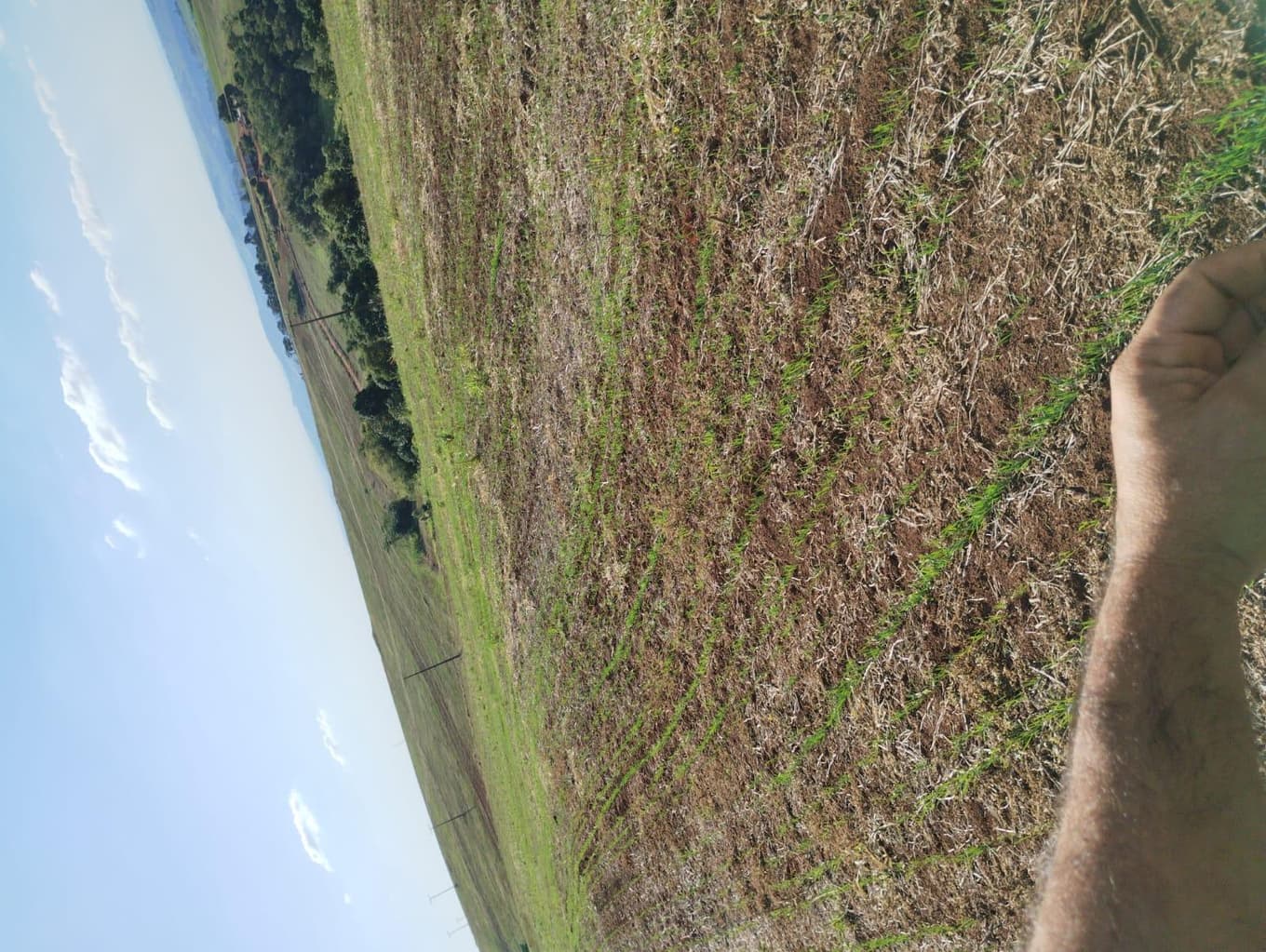 Foto 24 de 24: Area Rural em leilão em São Jerônimo Da Serra - PR — Área rural com área de 35,53 hectares - São Jerônimo da Serra/PR.