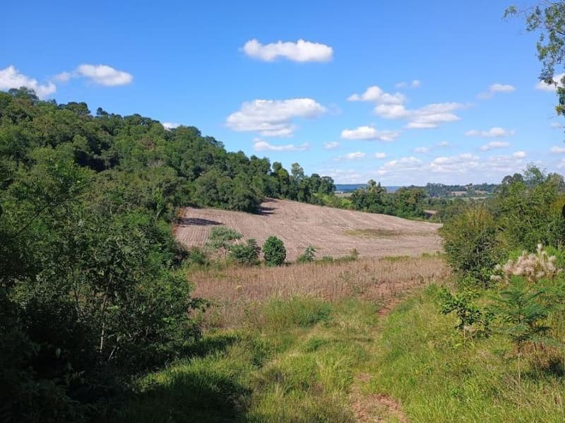 Foto 2 de 8: Area Rural em leilão em Porto Lucena - RS — IMÓVEL RURAL COM ÁREA DE 100,000m² - PORTO LUCENA/RS