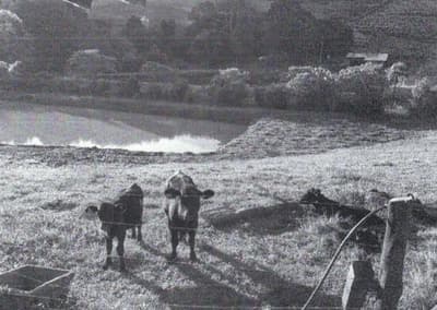 Foto 5 de 17: Area Rural em leilão em Videira - SC — IMÓVEL RURAL COM ÁREA TOTAL DE 40.194,49M2 EM VIDEIRA-SC
